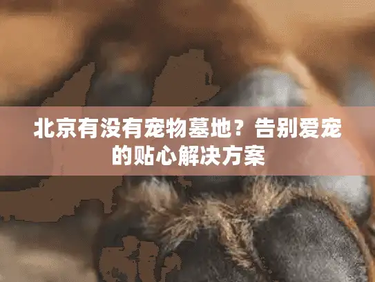 北京有没有宠物墓地？告别爱宠的贴心解决方案