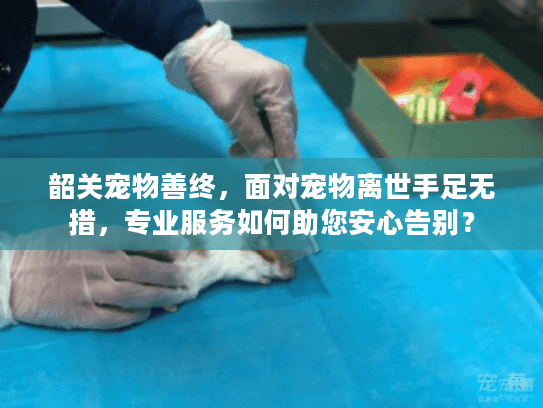 韶关宠物善终，面对宠物离世手足无措，专业服务如何助您安心告别？