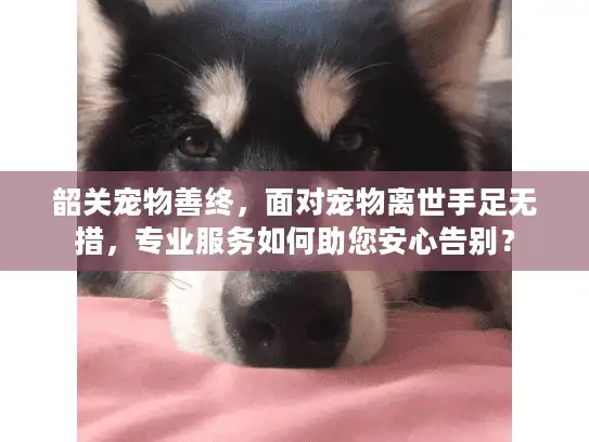 韶关宠物善终，面对宠物离世手足无措，专业服务如何助您安心告别？