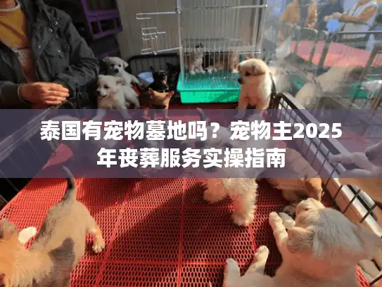 泰国有宠物墓地吗？宠物主2025年丧葬服务实操指南