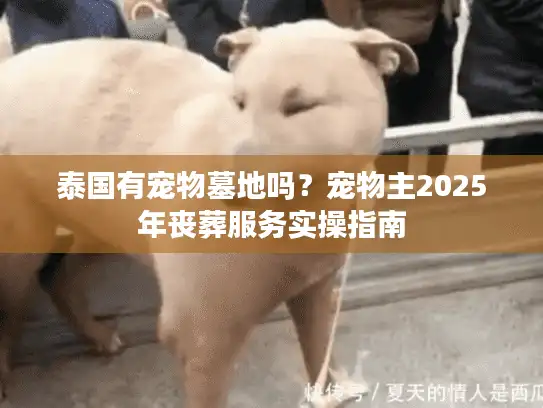 泰国有宠物墓地吗？宠物主2025年丧葬服务实操指南