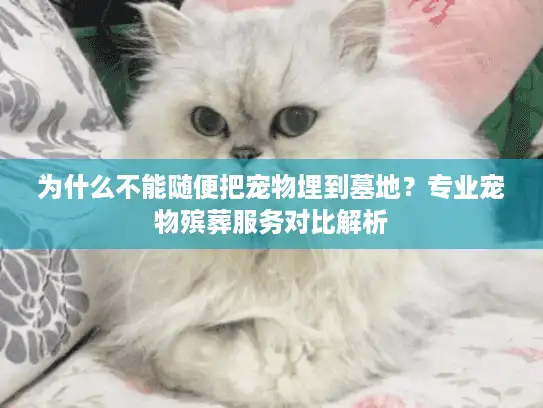 为什么不能随便把宠物埋到墓地？专业宠物殡葬服务对比解析