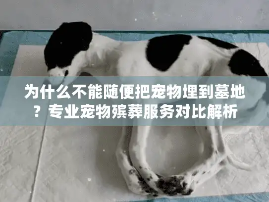 为什么不能随便把宠物埋到墓地？专业宠物殡葬服务对比解析