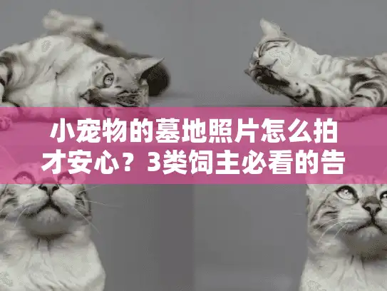 小宠物的墓地照片怎么拍才安心？3类饲主必看的告别指南