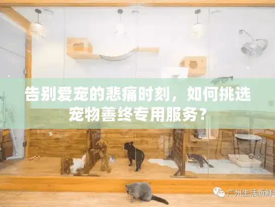 告别爱宠的悲痛时刻,如何挑选宠物善终专用服务? 告别爱宠的悲痛时刻,如何挑选宠物善终专用服务?