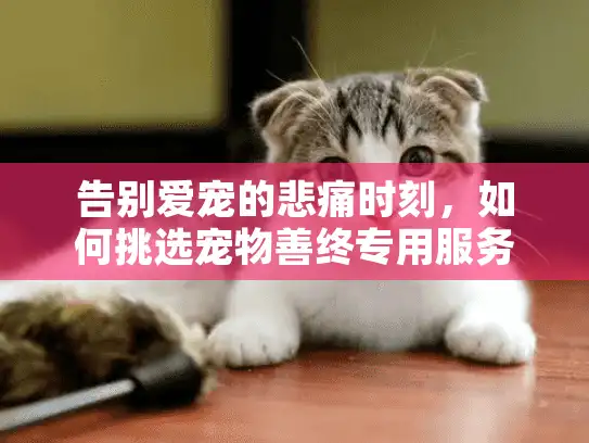 告别爱宠的悲痛时刻,如何挑选宠物善终专用服务? 告别爱宠的悲痛时刻,如何挑选宠物善终专用服务?