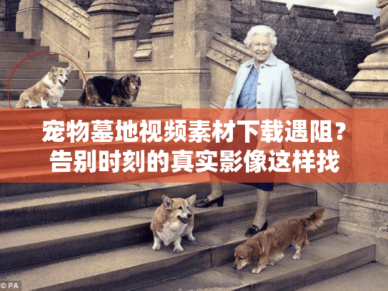 宠物墓地视频素材下载遇阻?告别时刻的真实影像这样找 宠物墓地视频素材下载遇阻?告别时刻的真实影像这样找