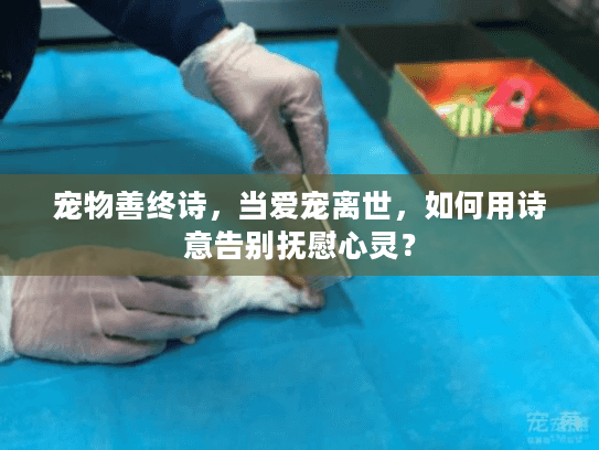 宠物善终诗，当爱宠离世，如何用诗意告别抚慰心灵？