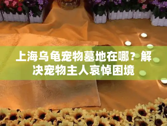 上海乌龟宠物墓地在哪？解决宠物主人哀悼困境