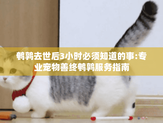 鹌鹑去世后3小时必须知道的事:专业宠物善终鹌鹑服务指南