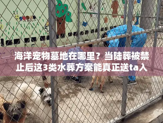 海洋宠物墓地在哪里？当陆葬被禁止后这3类水葬方案能真正送ta入海