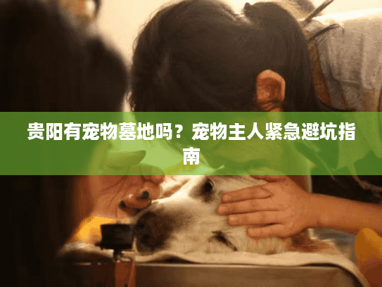 贵阳有宠物墓地吗？宠物主人紧急避坑指南
