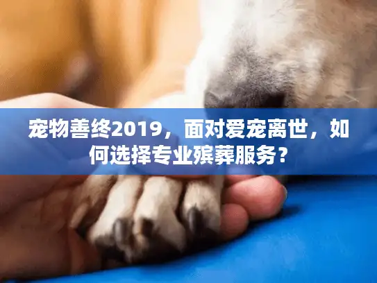 宠物善终2019，面对爱宠离世，如何选择专业殡葬服务？