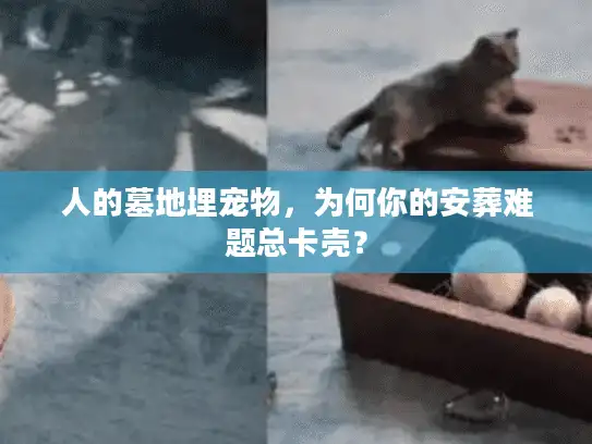 人的墓地埋宠物，为何你的安葬难题总卡壳？