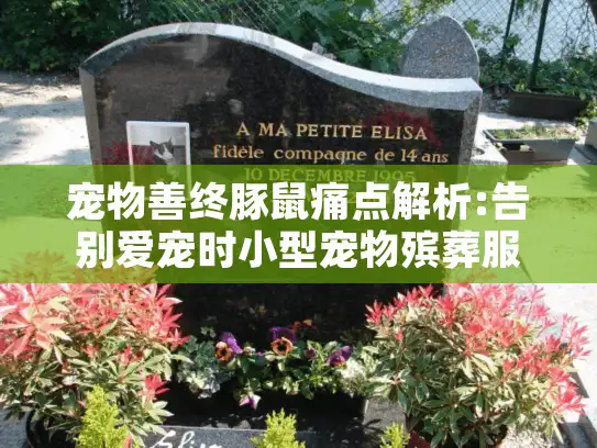 宠物善终豚鼠痛点解析:告别爱宠时小型宠物殡葬服务如何选择？