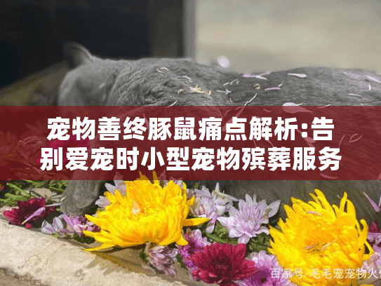 宠物善终豚鼠痛点解析:告别爱宠时小型宠物殡葬服务如何选择？
