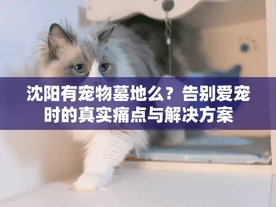 沈阳有宠物墓地么？告别爱宠时的真实痛点与解决方案