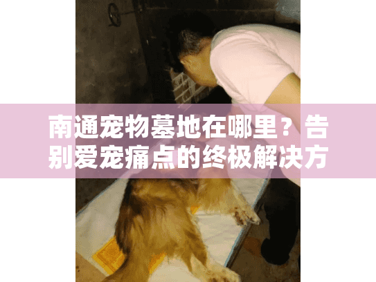 南通宠物墓地在哪里？告别爱宠痛点的终极解决方案