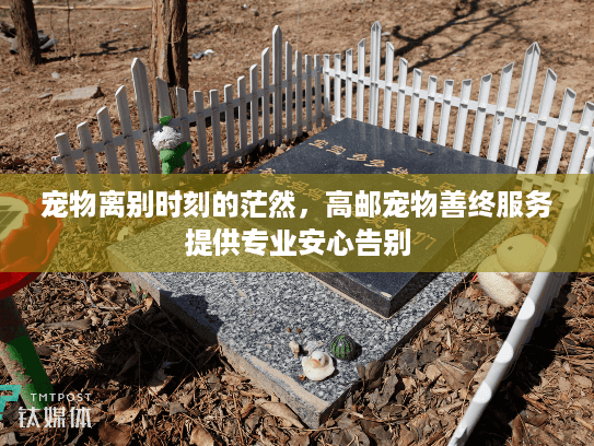 宠物离别时刻的茫然，高邮宠物善终服务提供专业安心告别