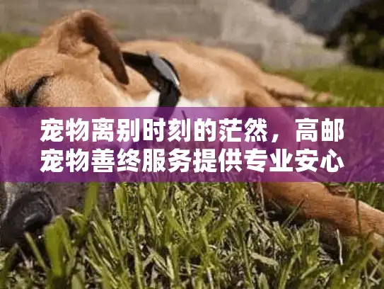 宠物离别时刻的茫然，高邮宠物善终服务提供专业安心告别