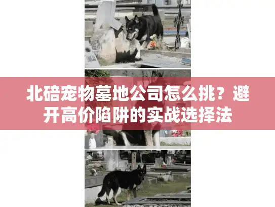 北碚宠物墓地公司怎么挑?避开高价陷阱的实战选择法 北碚宠物墓地公司怎么挑?避开高价陷阱的实战选择法