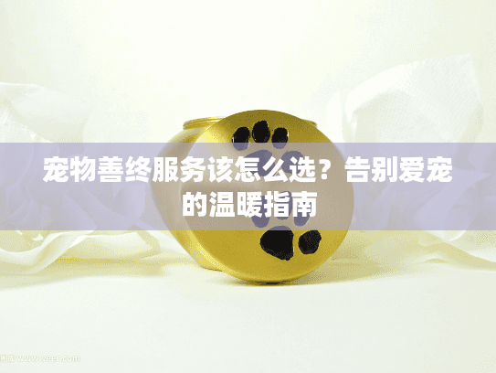 宠物善终服务该怎么选？告别爱宠的温暖指南