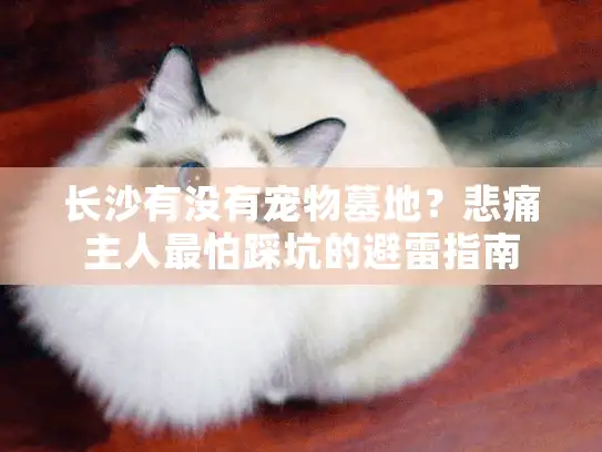 长沙有没有宠物墓地？悲痛主人最怕踩坑的避雷指南