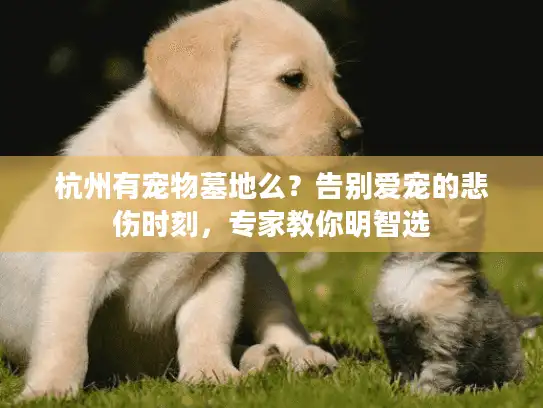 杭州有宠物墓地么？告别爱宠的悲伤时刻，专家教你明智选