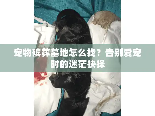 宠物殡葬墓地怎么找？告别爱宠时的迷茫抉择