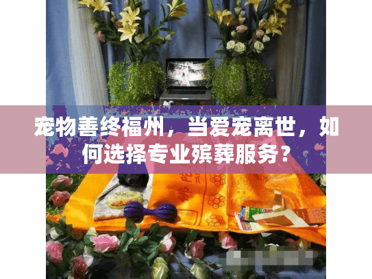 宠物善终福州,当爱宠离世,如何选择专业殡葬服务? 宠物善终福州,当爱宠离世,如何选择专业殡葬服务?