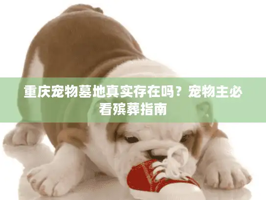 重庆宠物墓地真实存在吗？宠物主必看殡葬指南