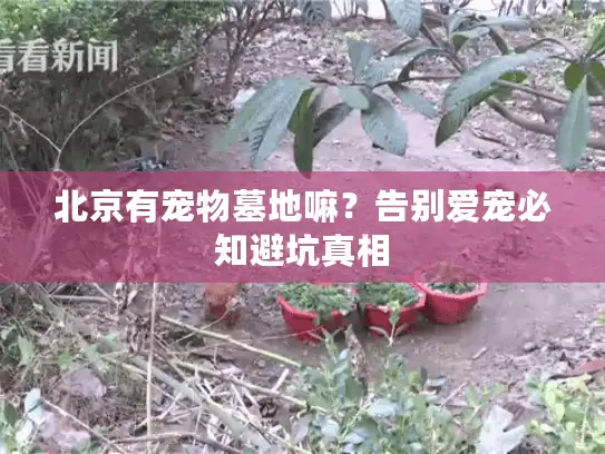 北京有宠物墓地嘛？告别爱宠必知避坑真相