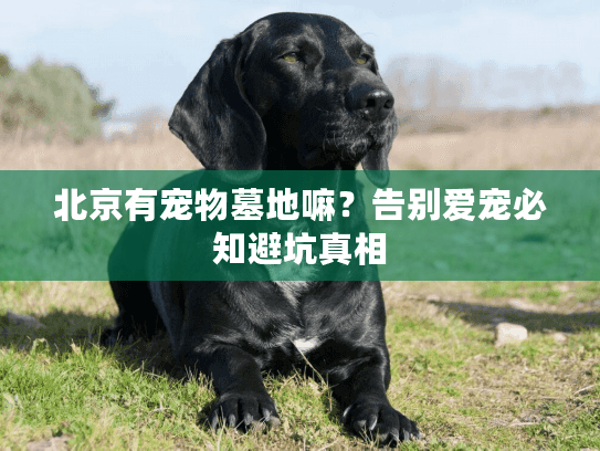 北京有宠物墓地嘛？告别爱宠必知避坑真相