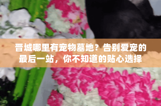 晋城哪里有宠物墓地？告别爱宠的最后一站，你不知道的贴心选择