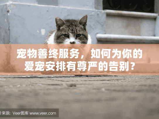 宠物善终服务，如何为你的爱宠安排有尊严的告别？