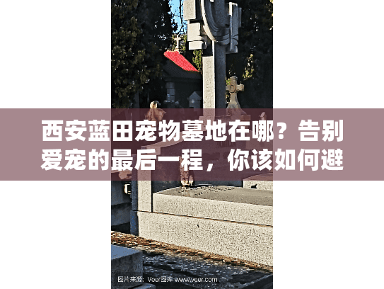西安蓝田宠物墓地在哪？告别爱宠的最后一程，你该如何避免踩坑？