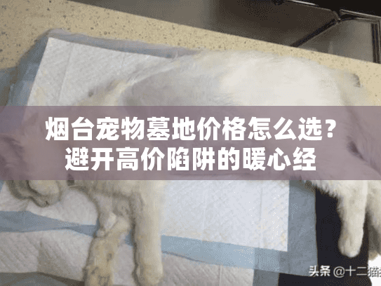 烟台宠物墓地价格怎么选？避开高价陷阱的暖心经