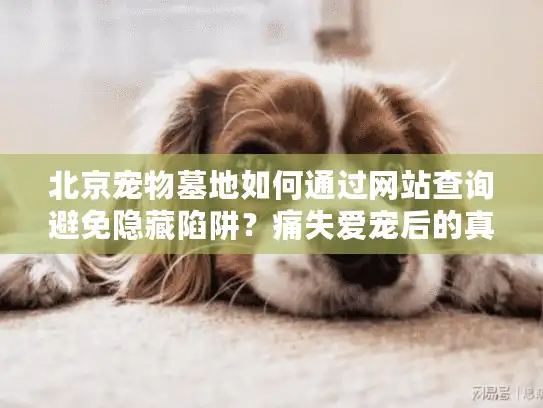北京宠物墓地如何通过网站查询避免隐藏陷阱？痛失爱宠后的真实行动方案