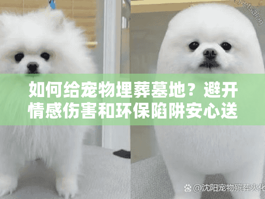 如何给宠物埋葬墓地?避开情感伤害和环保陷阱安心送别 如何给宠物埋葬墓地?避开情感伤害和环保陷阱安心送别