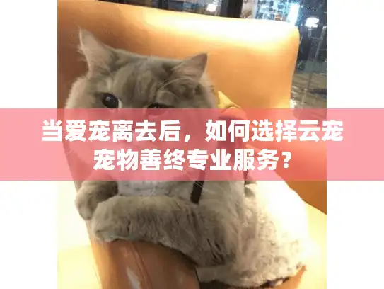 当爱宠离去后,如何选择云宠宠物善终专业服务? 当爱宠离去后,如何选择云宠宠物善终专业服务?