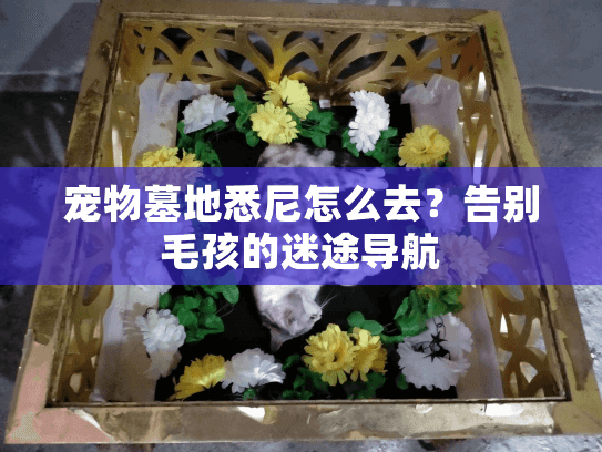 宠物墓地悉尼怎么去?告别毛孩的迷途导航 宠物墓地悉尼怎么去?告别毛孩的迷途导航