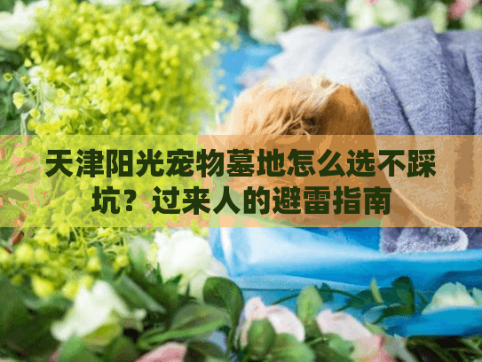 天津阳光宠物墓地怎么选不踩坑？过来人的避雷指南
