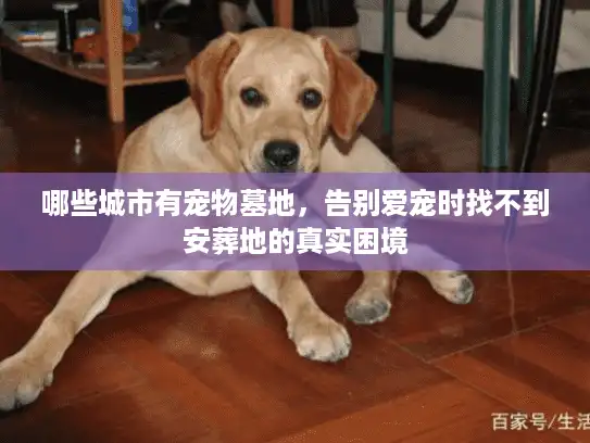 哪些城市有宠物墓地，告别爱宠时找不到安葬地的真实困境