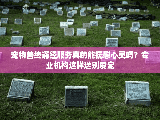 宠物善终诵经服务真的能抚慰心灵吗？专业机构这样送别爱宠
