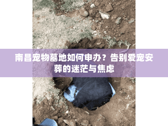 南昌宠物墓地如何申办？告别爱宠安葬的迷茫与焦虑