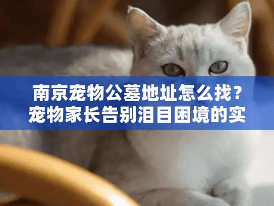 南京宠物公墓地址怎么找？宠物家长告别泪目困境的实用路线