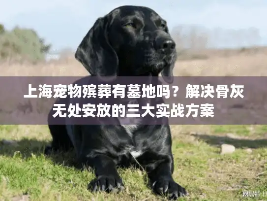 上海宠物殡葬有墓地吗?解决骨灰无处安放的三大实战方案 上海宠物殡葬有墓地吗?解决骨灰无处安放的三大实战方案