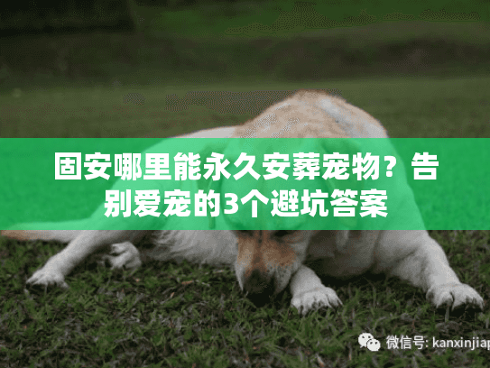 固安哪里能永久安葬宠物？告别爱宠的3个避坑答案