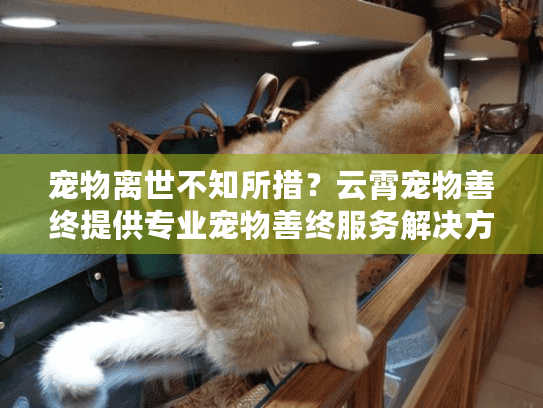 宠物离世不知所措？云霄宠物善终提供专业宠物善终服务解决方案