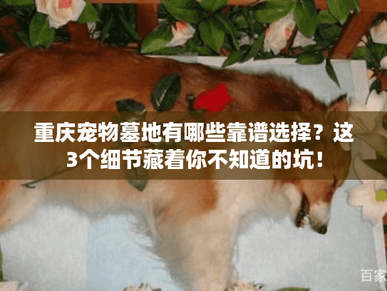 重庆宠物墓地有哪些靠谱选择？这3个细节藏着你不知道的坑！